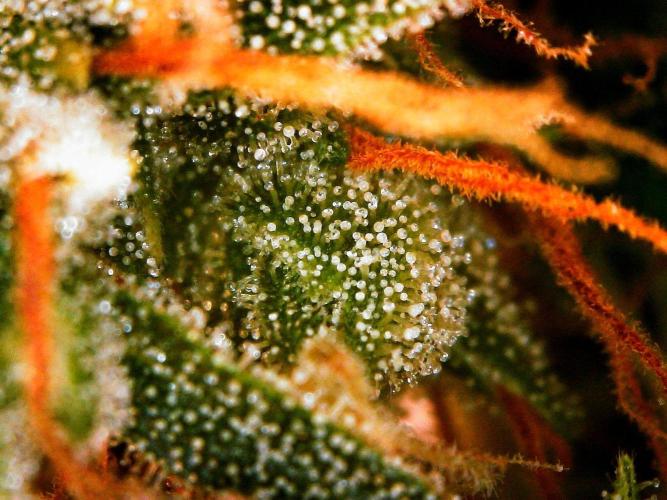 Organic Gorilla Zkittlez Auto. Week 13 - DAY 98 FROM GERMINATED SEED