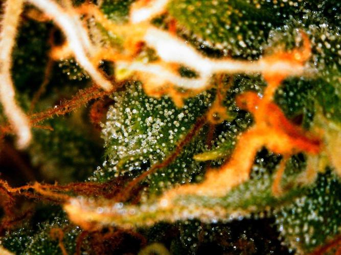 Organic Gorilla Zkittlez Auto. Week 13 - DAY 98 FROM GERMINATED SEED