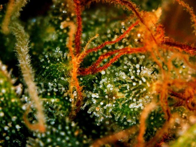 Organic Gorilla Zkittlez Auto. Week 13 - DAY 98 FROM GERMINATED SEED