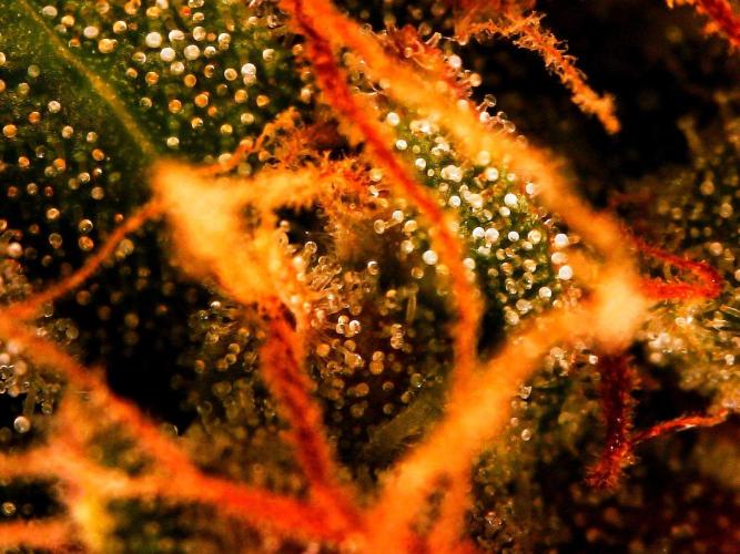 Organic Gorilla Zkittlez Auto. Week 13 - DAY 98 FROM GERMINATED SEED