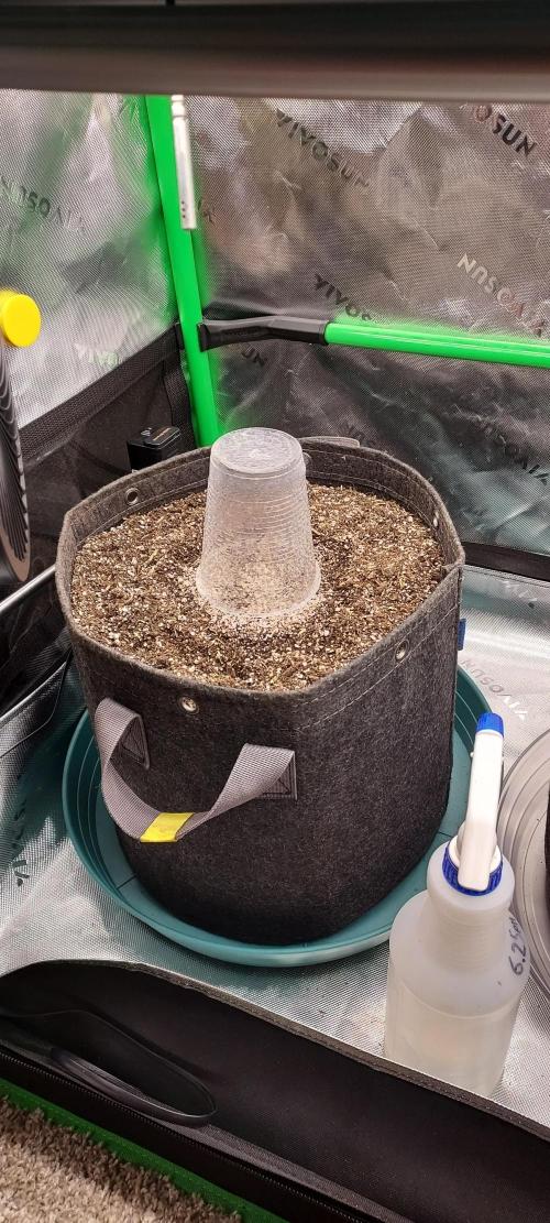Organic Cherry Cola RF3 Auto. Week 0 - planted
