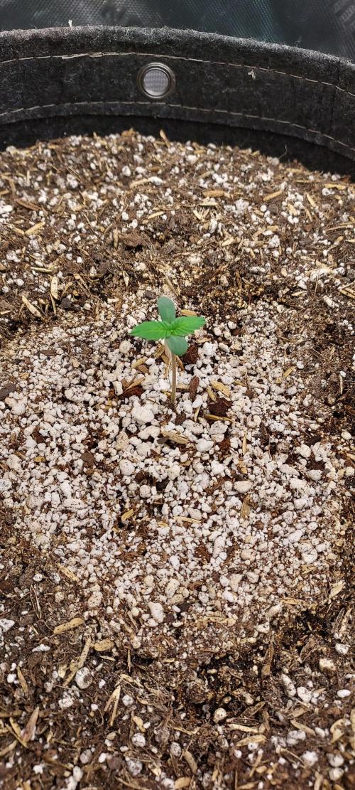 Organic Cherry Cola RF3 Auto. Week 0 - day 7 of germination week