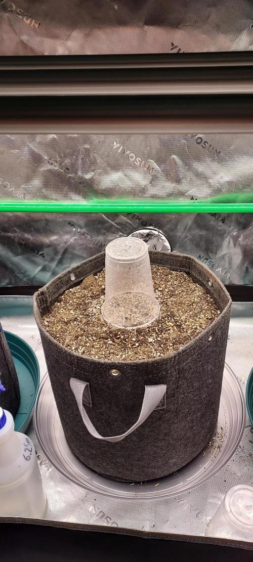 Organic Pound Cake Auto. Week 0 - planted