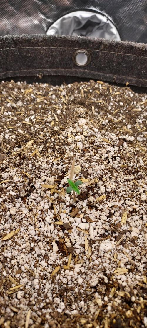 Organic Pound Cake Auto. Week 0 - day 7 of germination week