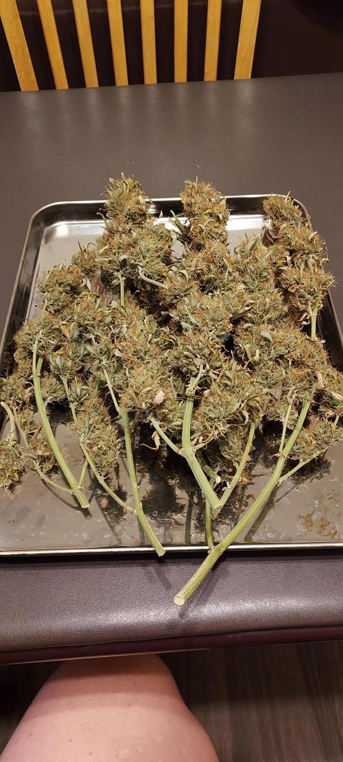 Organic Gorilla Zkittlez Auto. Week 14
