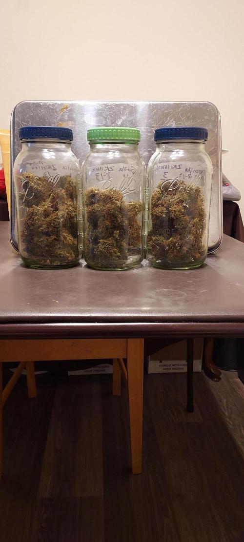 Organic Gorilla Zkittlez Auto. Week 14