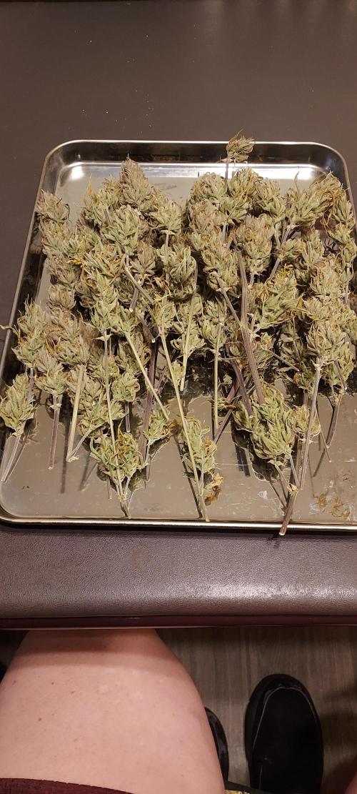 Organic Gorilla Cookies Auto. Week 14