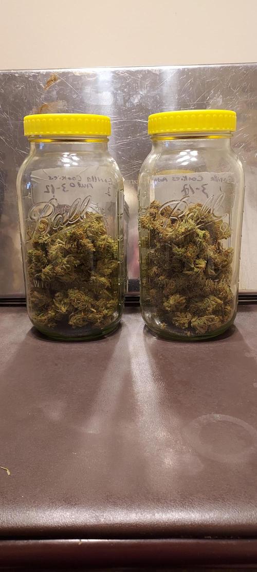 Organic Gorilla Cookies Auto. Week 14