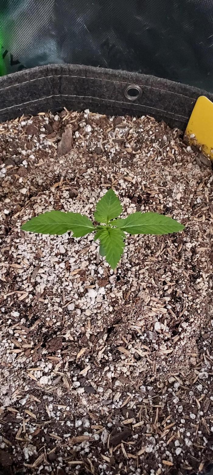 Organic Cherry Cola RF3 Auto. Week 1 - day 14 from germinated & planted seed