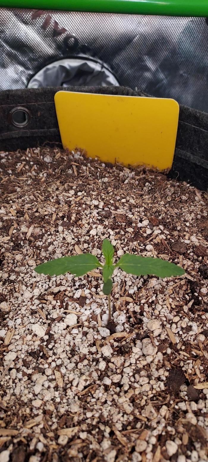 Organic Sour Jealousy Auto. Week 1 - day 14 from germinated & planted seed