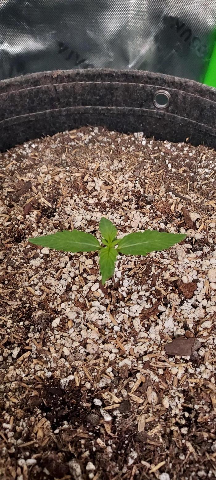 Organic Pound Cake Auto. Week 1 - day 14 from germinated and planted seed