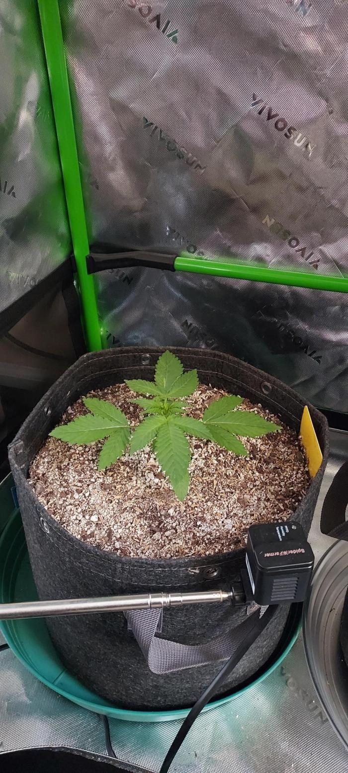 Organic Cherry Cola RF3 Auto. Week 2 - DAY 21 FROM GERMINATED AND PLANTED SEED