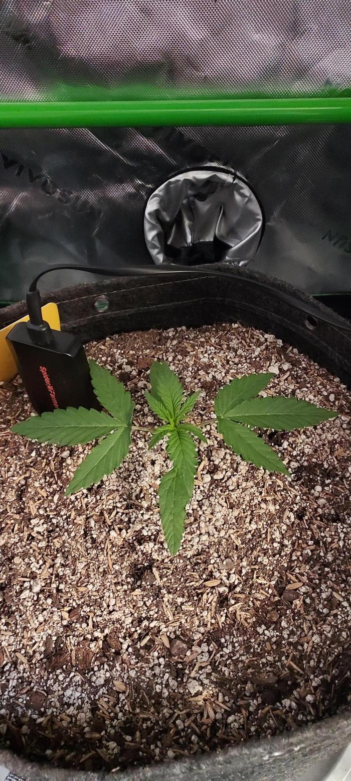 Organic Sour Jealousy Auto. Week 2 - DAY 21 FROM GERMINATED AND PLANTED SEED