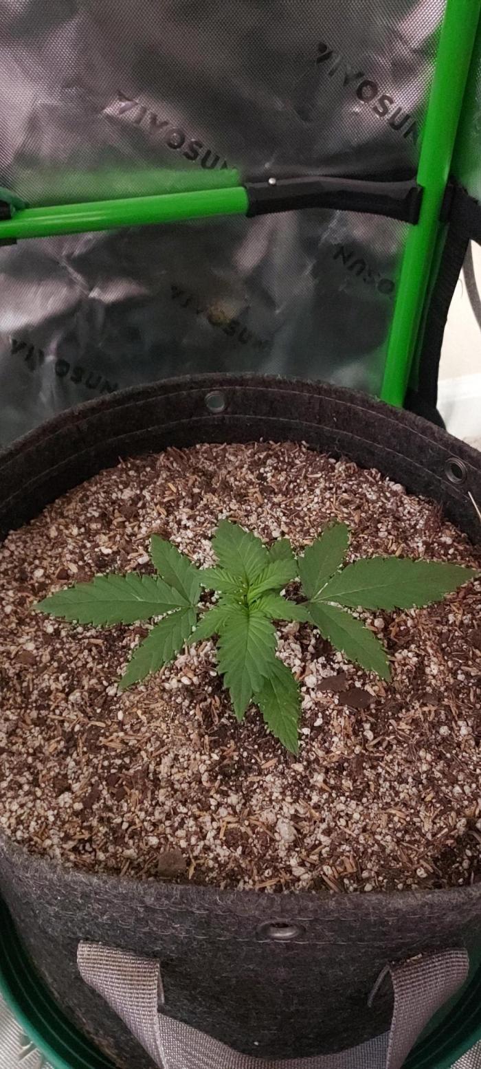 Organic Pound Cake Auto. Week 2 - DAY 21 FROM GERMINATED & PLANTED SEED