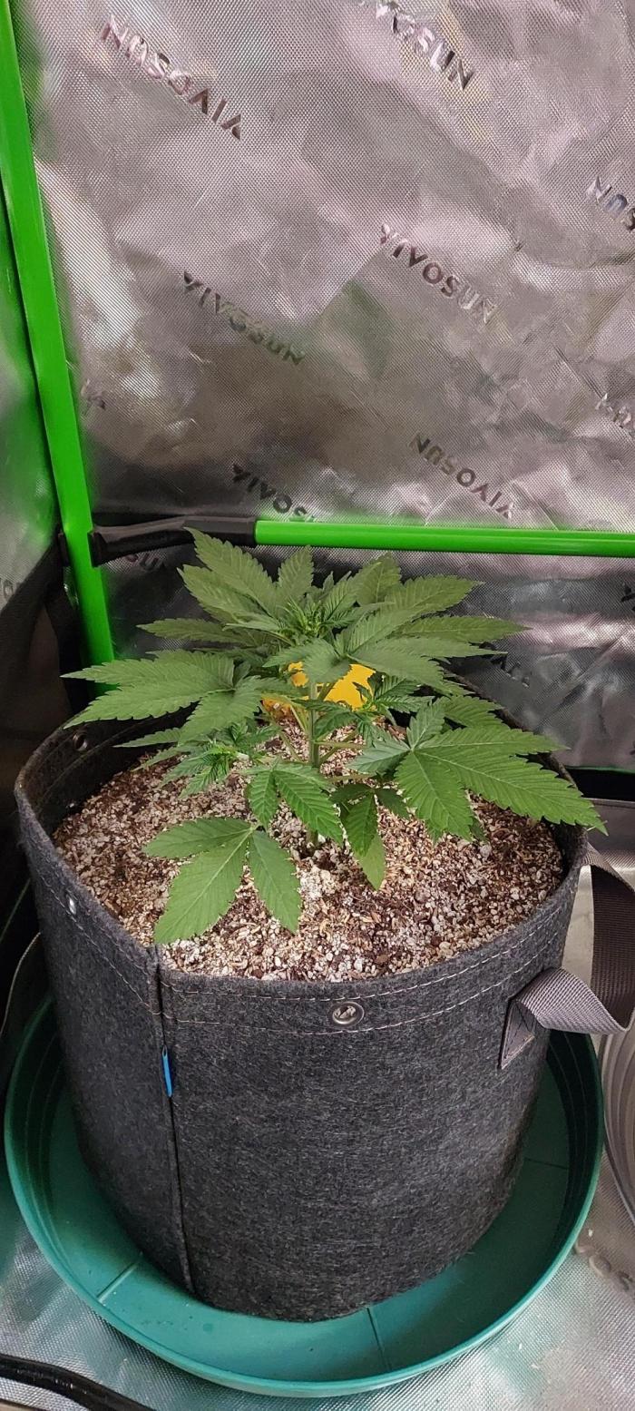 Organic Cherry Cola RF3 Auto. Week 3 - DAY 28 FROM GERMINATED ANS PLANTED SEED