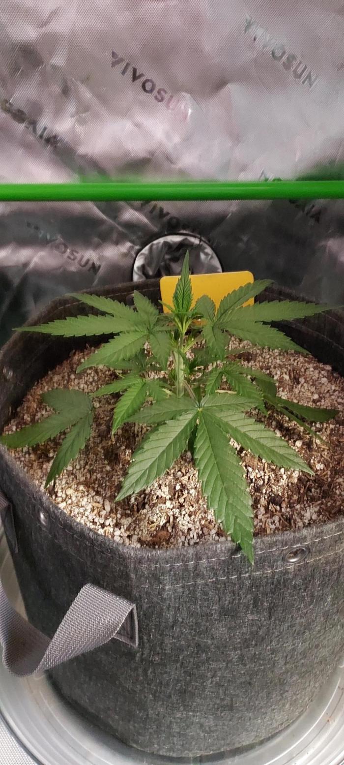 Organic Sour Jealousy Auto. Week 3 - DAY 28 FROM GERMINATED & PLANTED SEED