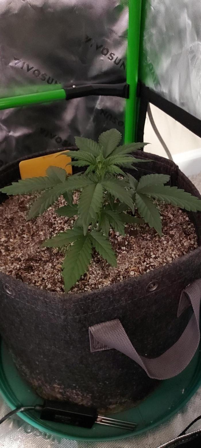 Organic Pound Cake Auto. Week 3 - DAY 28 FROM GERMINATED AND PLANTED SEED