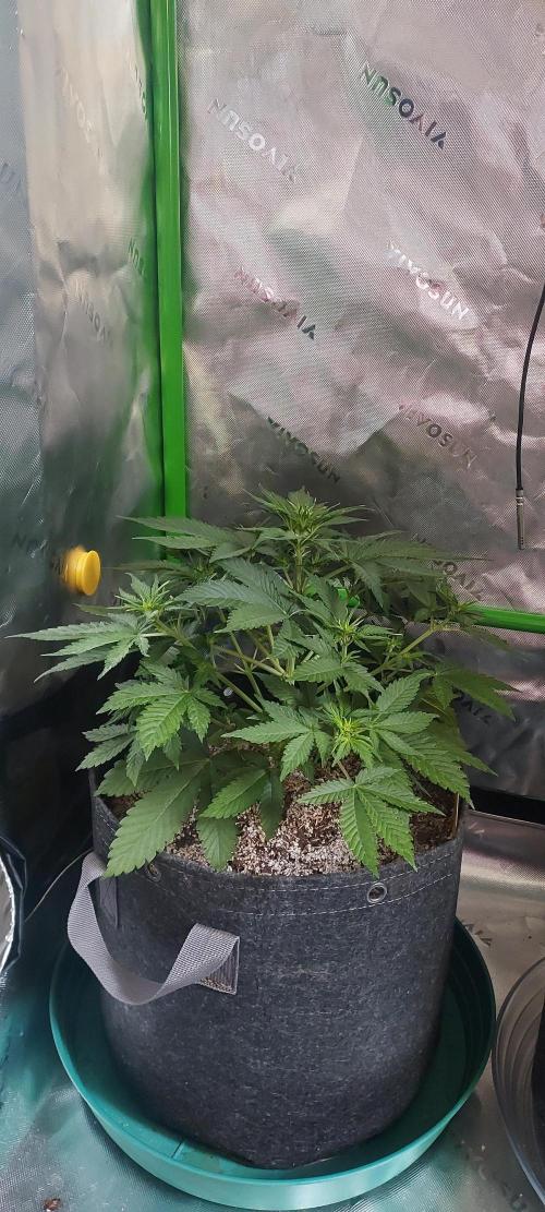 Organic Cherry Cola RF3 Auto. Week 4 - DAY 35 FROM GERMINATED & PLANTED SEED