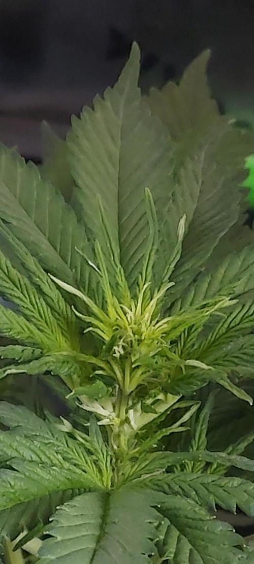Organic Cherry Cola RF3 Auto. Week 4 - DAY 35 FROM GERMINATED & PLANTED SEED