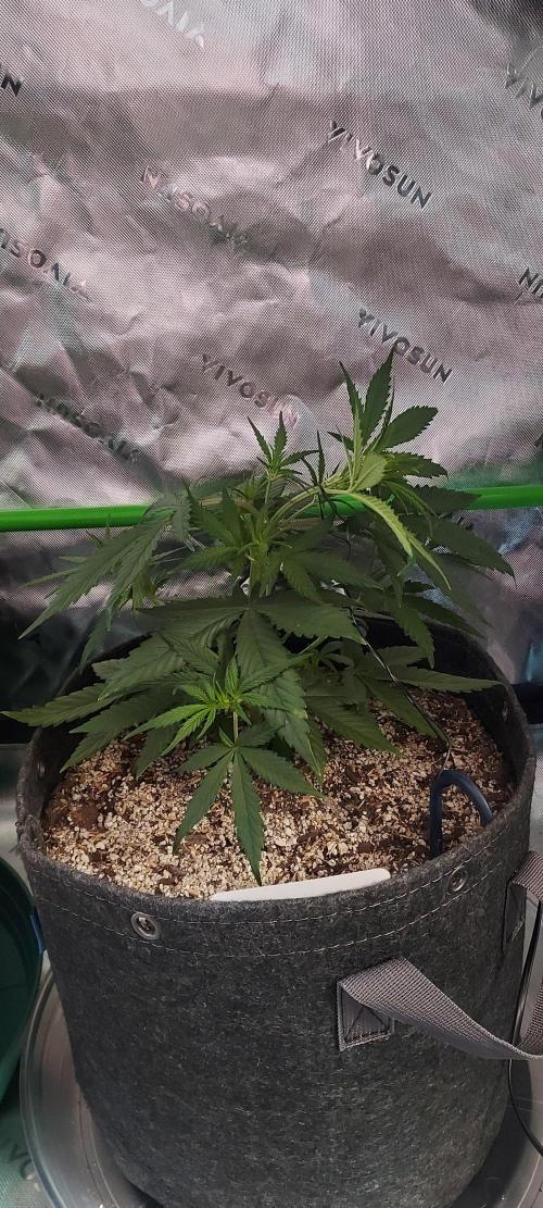 Organic Sour Jealousy Auto. Week 4 - DAY 35 FROM GERMINATED AND PLANTED SEED