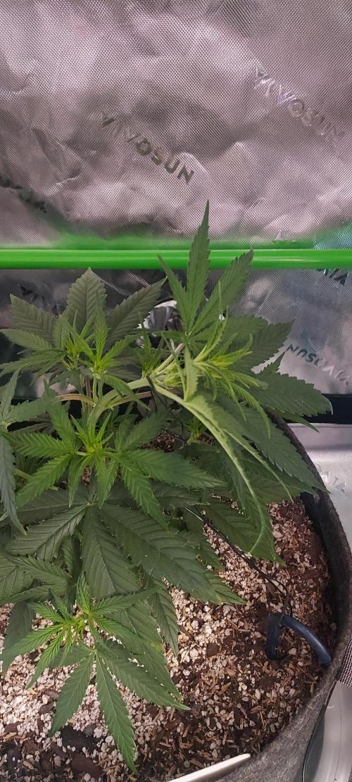 Organic Sour Jealousy Auto. Week 4 - DAY 35 FROM GERMINATED AND PLANTED SEED