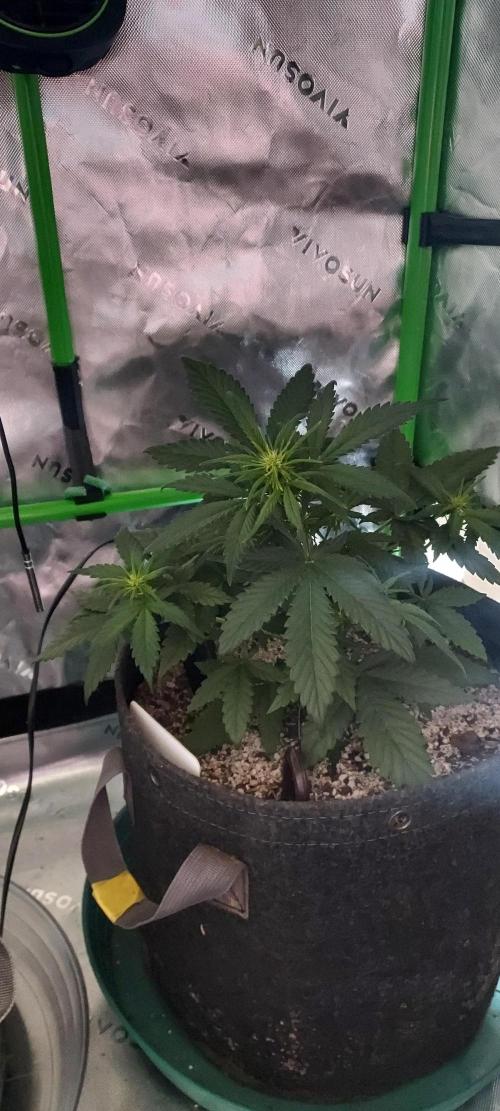 Organic Pound Cake Auto. Week 4 - DAY 35 FROM GERMINATED AND PLANTED SEED