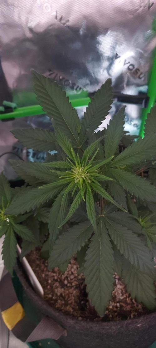 Organic Pound Cake Auto. Week 4 - DAY 35 FROM GERMINATED AND PLANTED SEED