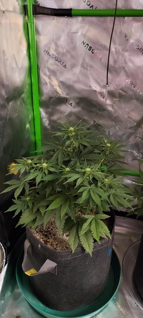 Organic Cherry Cola RF3 Auto. Week 5 - DAY 42 FROM GERMINATED AND PLANTED SEED