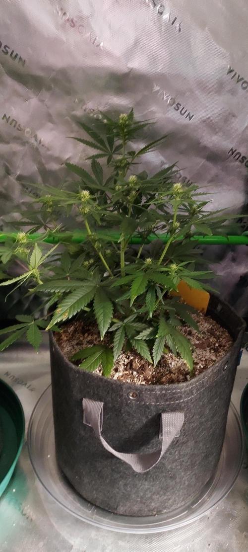 Organic Sour Jealousy Auto. Week 5 - DAY 42 FROM GERMINATED AND PLANTED SEED