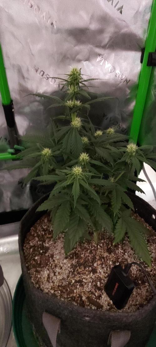 Organic Pound Cake Auto. Week 5 - DAY 42 FROM GERMINATED AND PLANTED SEED