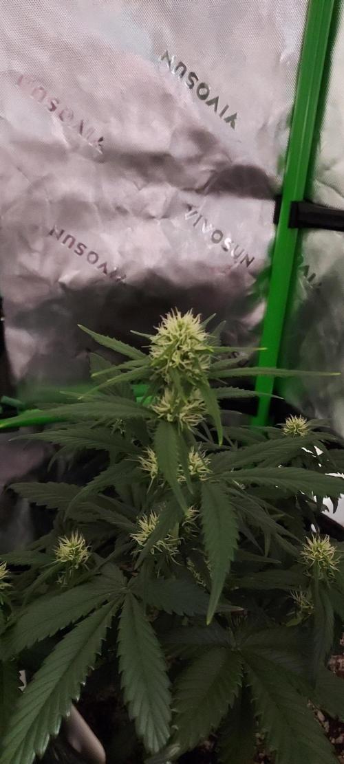 Pound Cake Auto. Week 5