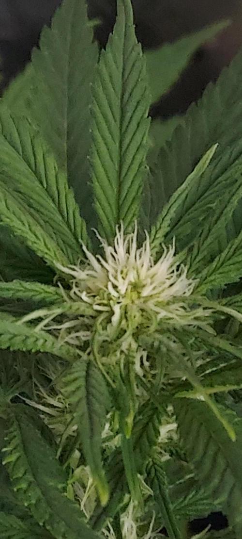 Organic Cherry Cola RF3 Auto. Week 5 - DAY 42 FROM GERMINATED AND PLANTED SEED