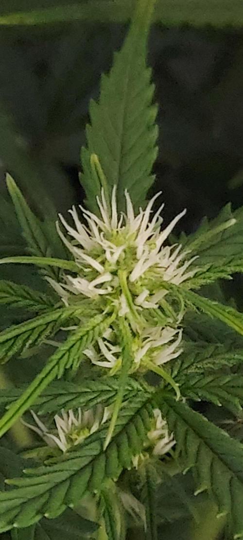 Organic Sour Jealousy Auto. Week 5 - DAY 42 FROM GERMINATED AND PLANTED SEED