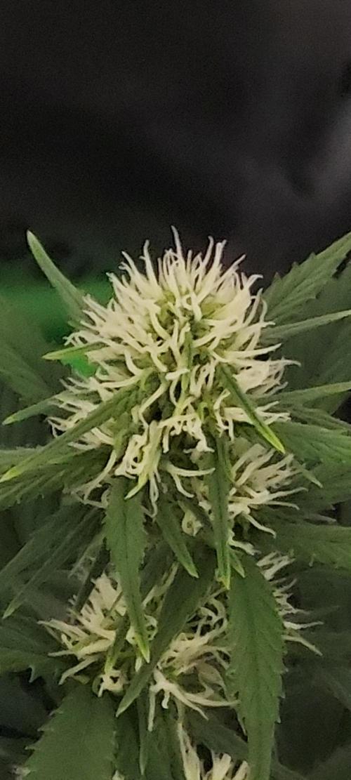 Pound Cake Auto. Week 5