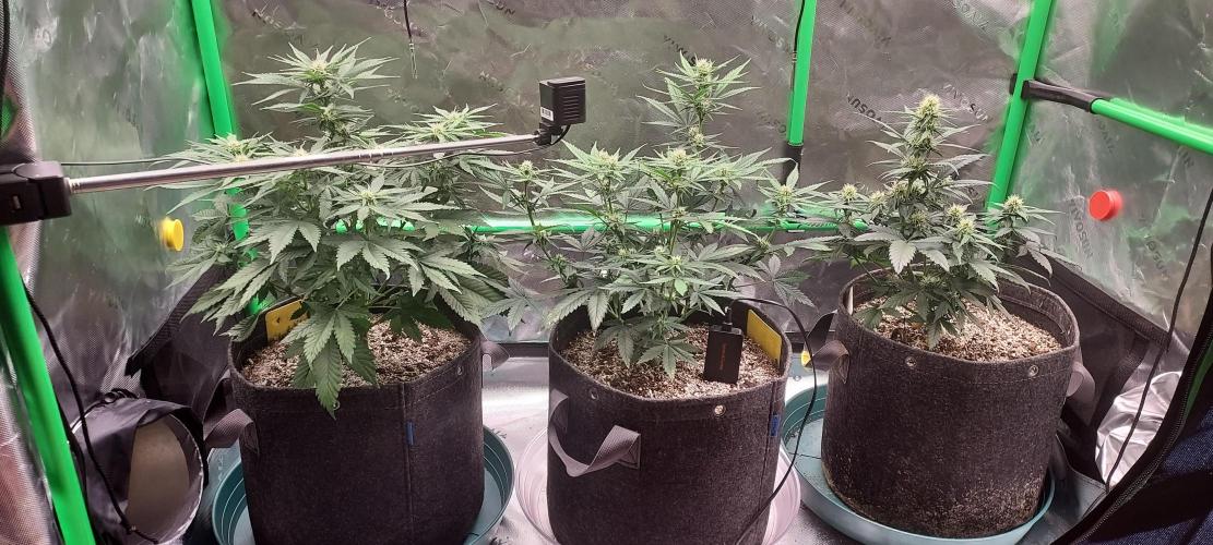 Organic Pound Cake Auto. Week 5 - Cherry Cola RF3 Auto Left, Sour Jealousy Auto middle, Pound Cake Auto right
