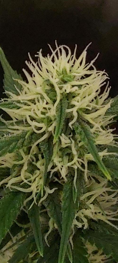 Organic Pound Cake Auto. Week 5 - DAY 42 FROM GERMINATED AND PLANTED SEED