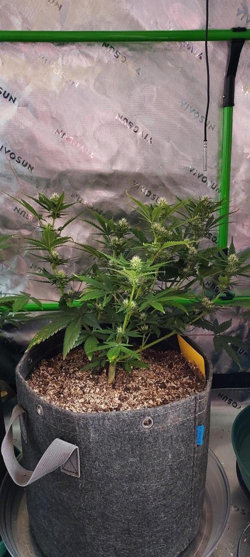 Organic Sour Jealousy Auto. Week 6 - DAY 49 FROM GERMINATED AND PLANTED SEED