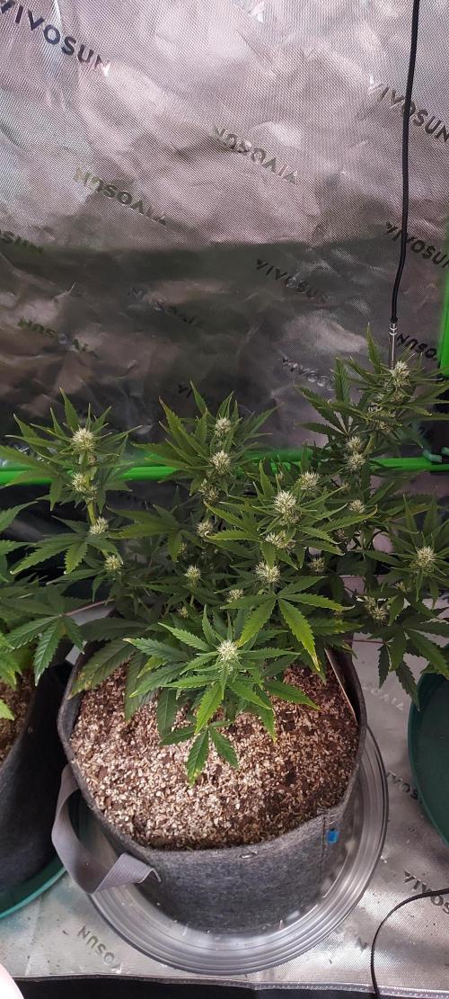 Organic Sour Jealousy Auto. Week 6 - DAY 49 FROM GERMINATED AND PLANTED SEED