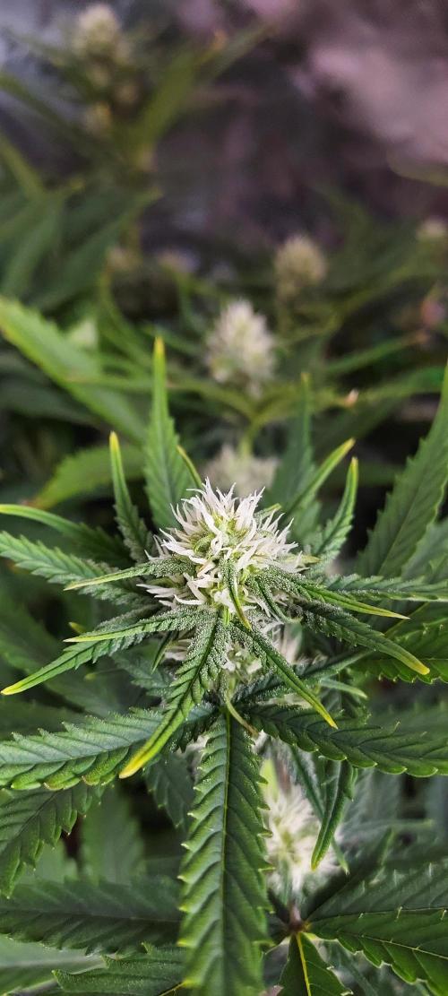 Organic Sour Jealousy Auto. Week 6 - DAY 49 FROM GERMINATED AND PLANTED SEED