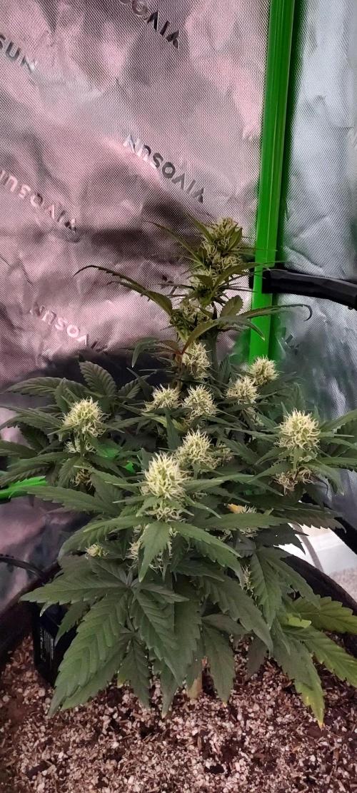 Organic Pound Cake Auto. Week 6 - DAY 49 FROM GERMINATED AND PLANTED SEED