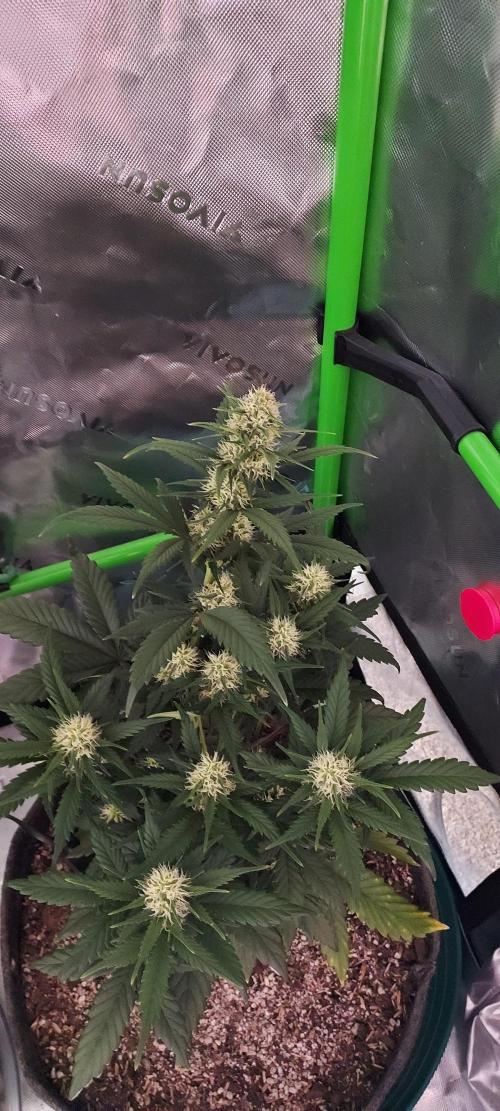 Organic Pound Cake Auto. Week 6 - DAY 49 FROM GERMINATED AND PLANTED SEED