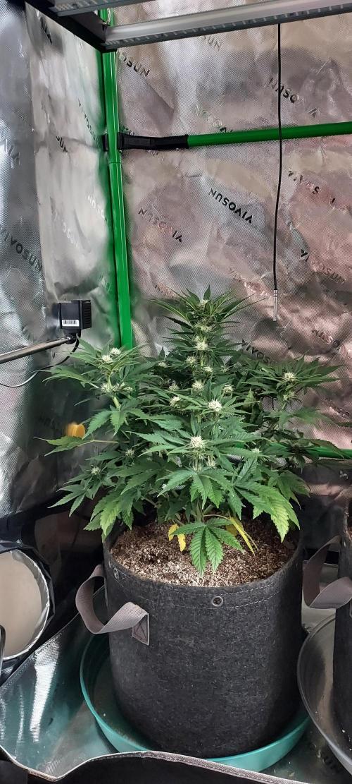 Organic Cherry Cola RF3 Auto. Week 6 - DAY 49 FROM GERMINATED AND PLANTED SEED