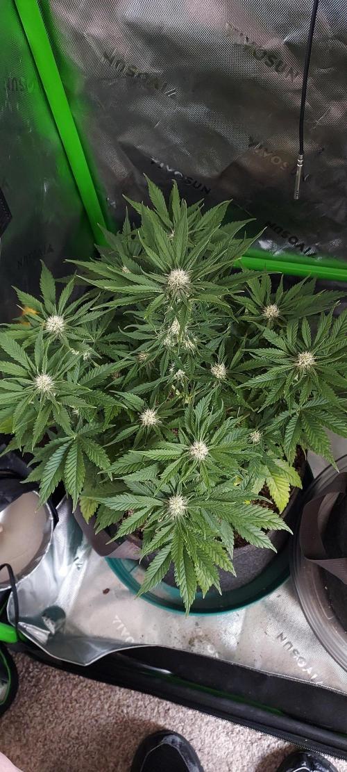 Organic Cherry Cola RF3 Auto. Week 6 - DAY 49 FROM GERMINATED AND PLANTED SEED