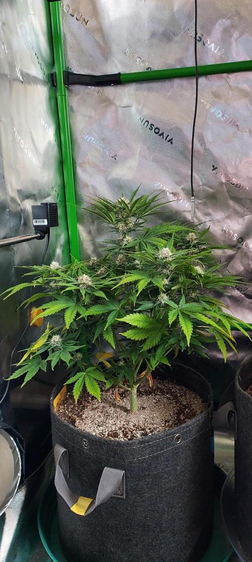 Organic Cherry Cola RF3 Auto. Week 7 - DAY 56 FROM GERMINATED AND PLANTED SEED