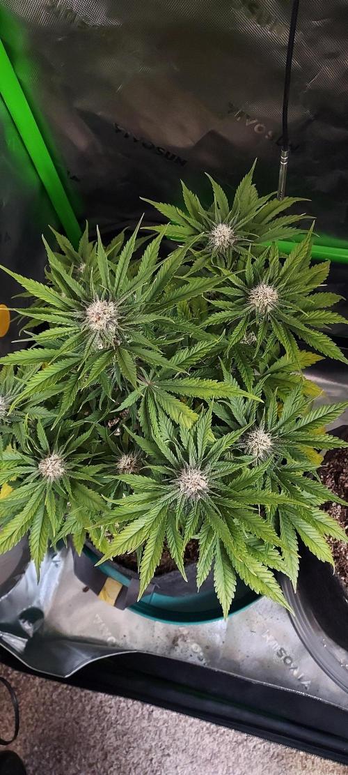 Organic Cherry Cola RF3 Auto. Week 7 - DAY 56 FROM GERMINATED AND PLANTED SEED