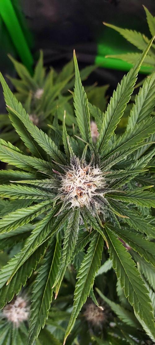 Organic Cherry Cola RF3 Auto. Week 7 - DAY 56 FROM GERMINATED AND PLANTED SEED