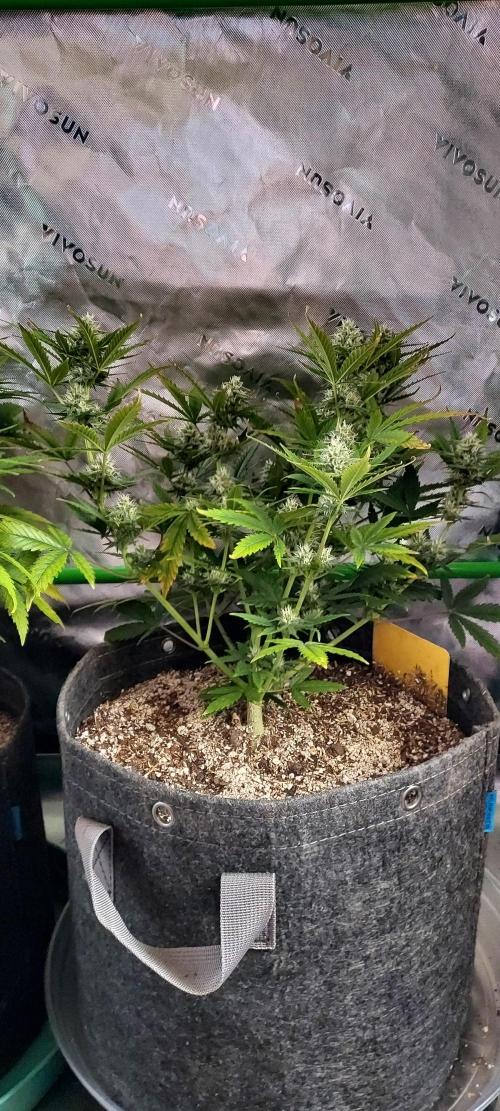Organic Sour Jealousy Auto. Week 7 - DAY 56 FROM GERMINATED AND PLANTED SEED
