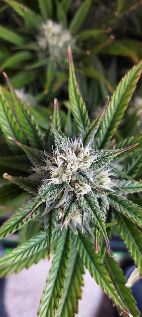 Organic Sour Jealousy Auto. Week 7 - DAY 56 FROM GERMINATED AND PLANTED SEED