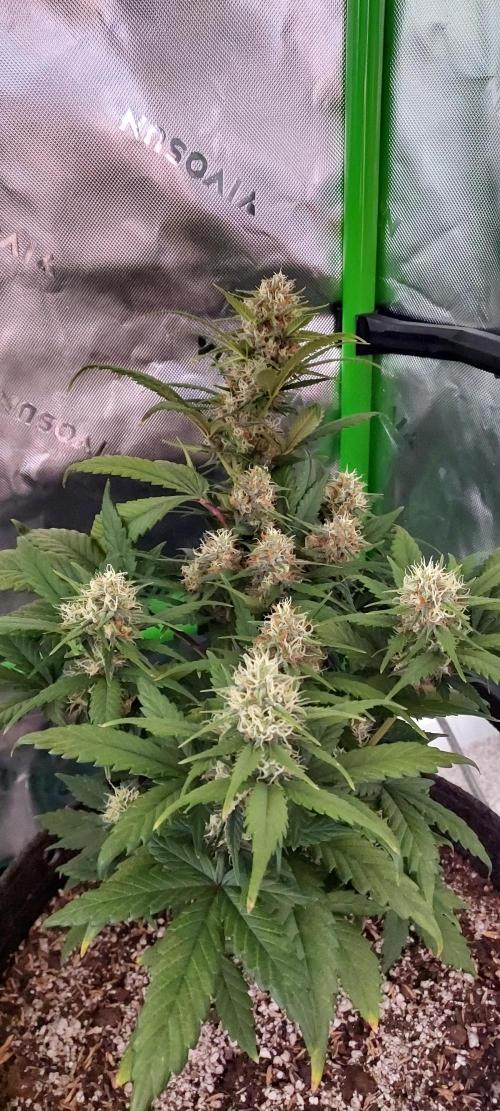 Organic Pound Cake Auto. Week 7 - DAY 56 FROM GERMINATED AND PLANTED SEED