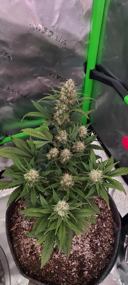 Organic Pound Cake Auto. Week 7 - DAY 56 FROM GERMINATED AND PLANTED SEED